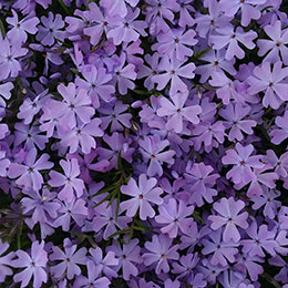 phlox subulata malva